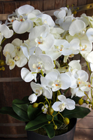 duży storczyk Mediolan w szarej donicy wys.118cm