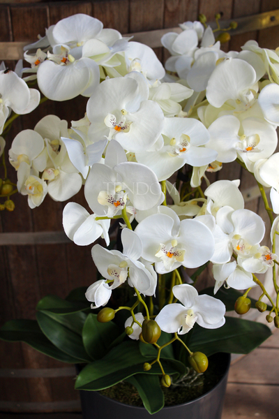 duży storczyk Mediolan w szarej donicy wys.118cm