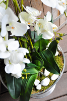 ogromny storczyk w aluminiowej donicy Kielich wys. ok.100cm