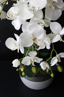 cudowny storczyk Beige Moments 2 w pięknej donicy, wys.83cm