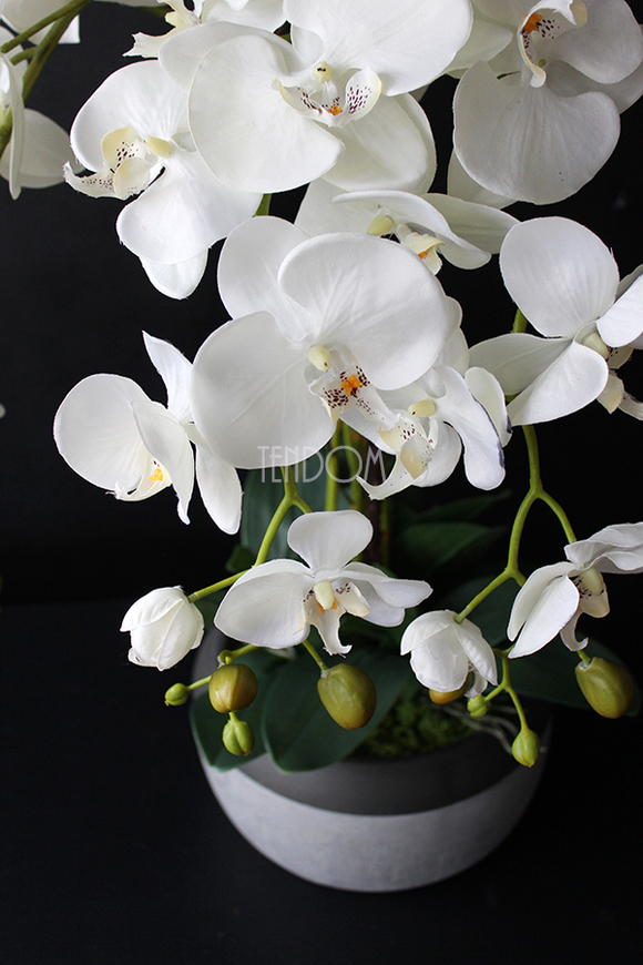 cudowny storczyk Beige Moments 2 w pięknej donicy, wys.83cm