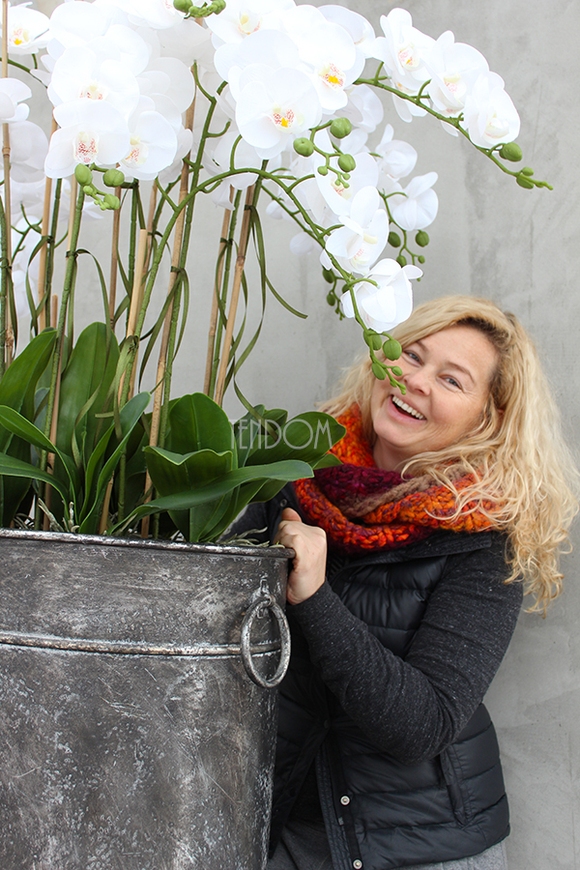bardzo duży storczyk Grigio Grande, wys.118cm