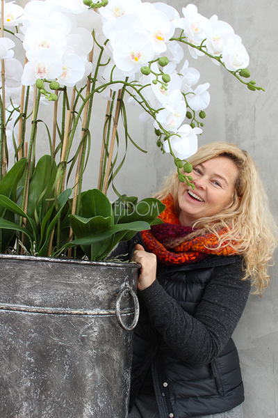 bardzo duży storczyk Grigio Grande, wys.118cm
