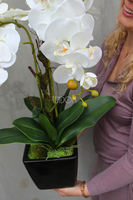 storczyk sztuczny w czarnej donicy Blackie Cream, wys.70cm