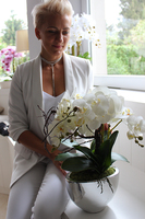 śliczny storczyk Cinderella Silver w srebrnej donicy, wys.50cm