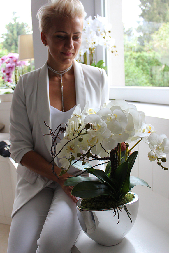 śliczny storczyk Cinderella Silver w srebrnej donicy, wys.50cm