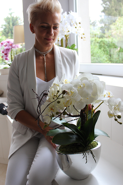 śliczny storczyk Cinderella Silver w srebrnej donicy, wys.50cm