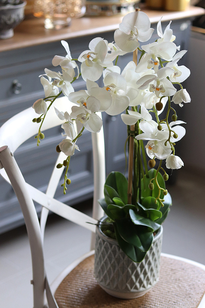 elegancki storczyk w ozdobnej donicy, Verona Moderna, wys.71cm 