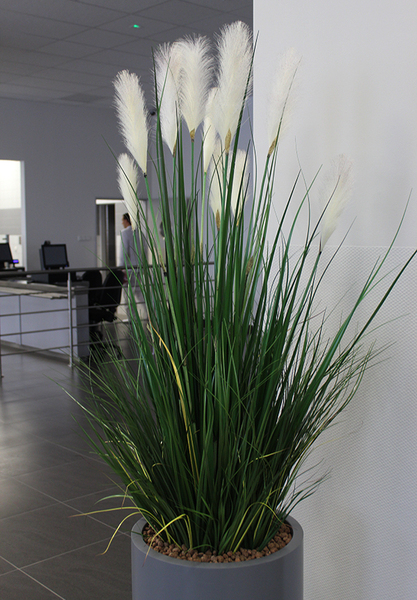 Matigio Grande, wieczne trawy w szarej donicy fiberglass, wym.195cm