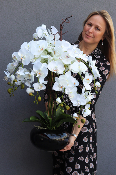 storczyk Black Japan Maestro w czarnej donicy, wys.78cm