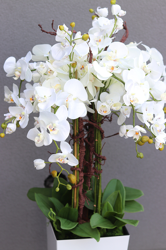 bogaty storczyk podłogowy w białej donicy, Mediolan Premium Grande, wys.119cm