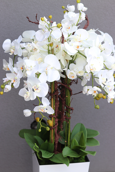 bogaty storczyk podłogowy w białej donicy, Mediolan Premium Grande, wys.119cm