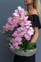 bajecznie różowy storczyk, Laos Velivia Pink, wys.70cm