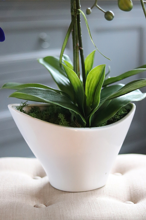 Blue Castello w eleganckiej, asymetrycznej donicy, wys.62cm