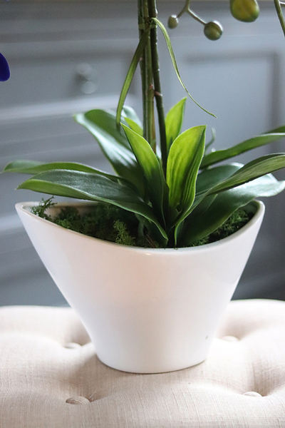 Blue Castello w eleganckiej, asymetrycznej donicy, wys.62cm