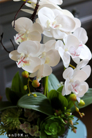 Kellano Cambra 2, biały storczyk w srebrnej donicy, wys.60cm