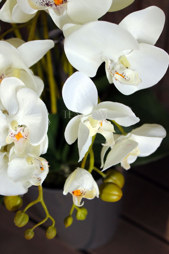 duży storczyk Mediolan w szarej donicy wys.118cm