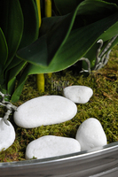 ogromny storczyk w aluminiowej donicy Kielich wys. ok.100cm