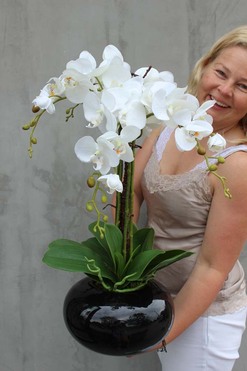 Shining Japan, elegancki storczyk w czarnej błyszczącej donicy, wys.65cm