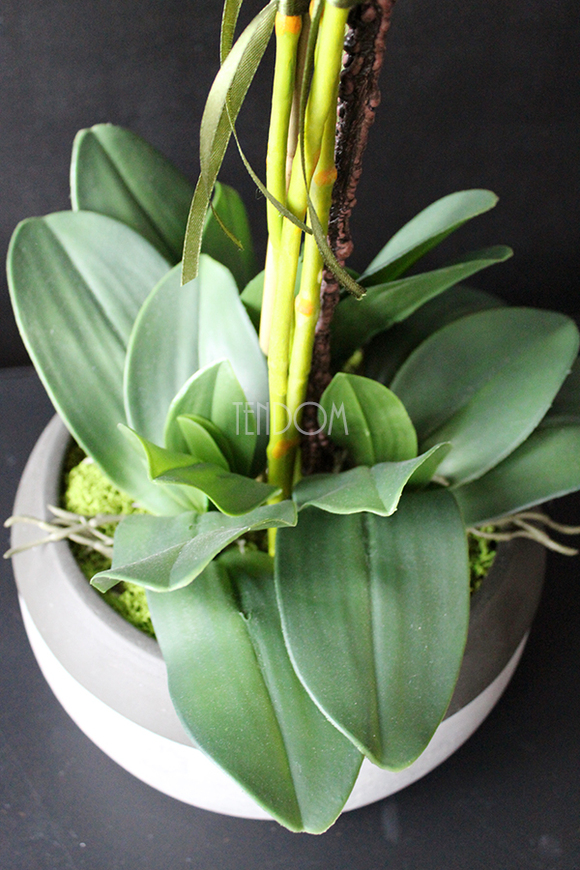 cudowny storczyk Beige Moments 2 w pięknej donicy, wys.83cm