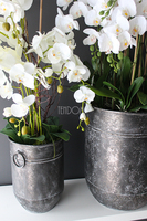 bardzo duży storczyk Grigio Grande, wys.118cm