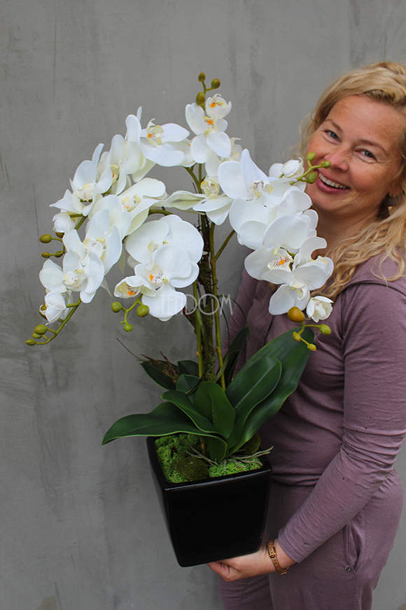 storczyk sztuczny w czarnej donicy Blackie Cream, wys.70cm