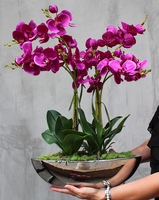 storczyk Gęsta Fuksja w lustrzanej donicy Laos wys.64cm