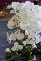 Design Toupe, efektowny storczyk w nowoczesnej donicy, wys.73cm