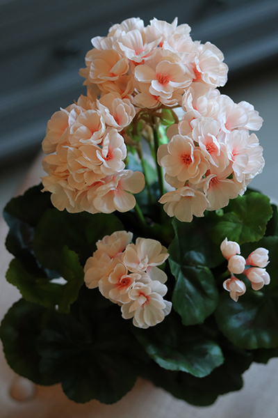 doniczkowa pelargonia Kremowo-różowa, wysokiej jakości sztuczne kwiaty, wys.36cm