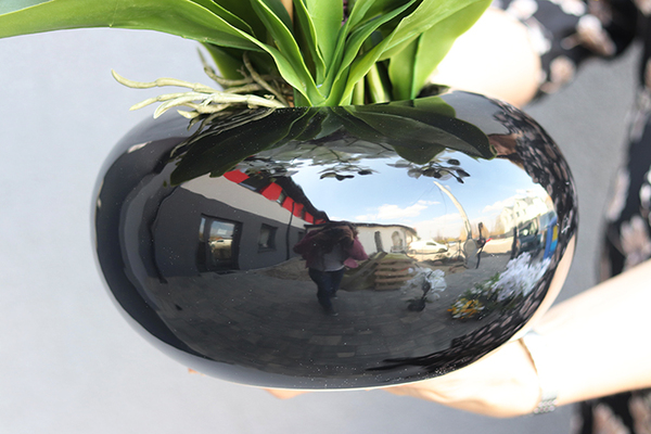 storczyk Black Japan Maestro w czarnej donicy, wys.78cm