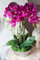 Fuksja Milena, sztuczny storczyk w błyszczącej ceramicznej donicy, wys.64cm