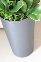 Mediolan Antracyt, sztuczny storczyk w plastikowej dłutowanej donicy, wys.125cm