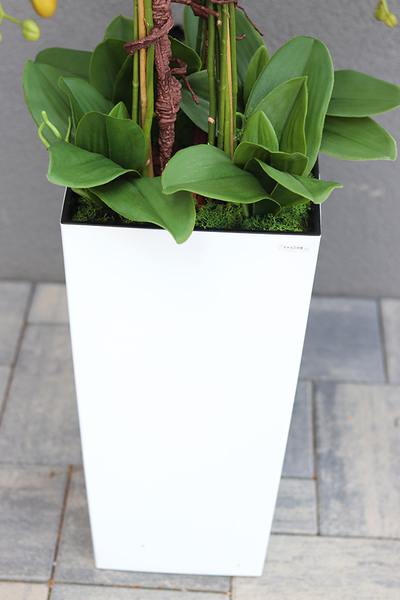 bogaty storczyk podłogowy w białej donicy, Mediolan Premium Grande, wys.119cm