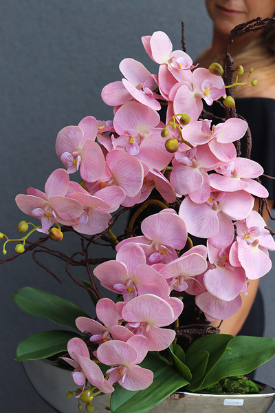 bajecznie różowy storczyk, Laos Velivia Pink, wys.70cm