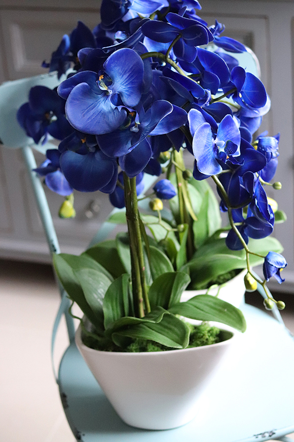 Blue Castello w eleganckiej, asymetrycznej donicy, wys.62cm