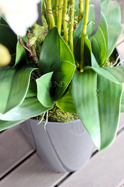 duży storczyk Mediolan w szarej donicy wys.118cm