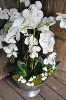 ogromny storczyk w aluminiowej donicy Kielich wys. ok.100cm