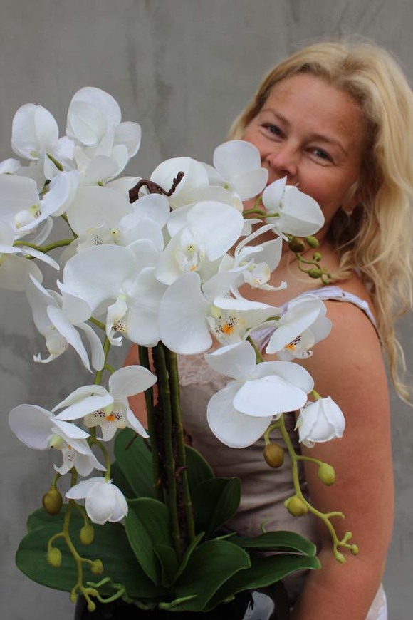 Shining Japan, elegancki storczyk w czarnej błyszczącej donicy, wys.65cm