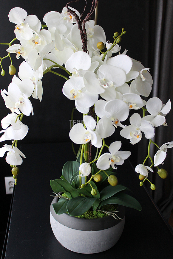 cudowny storczyk Beige Moments 2 w pięknej donicy, wys.83cm