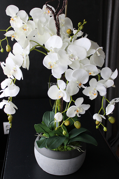 cudowny storczyk Beige Moments 2 w pięknej donicy, wys.83cm