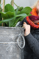 bardzo duży storczyk Grigio Grande, wys.118cm