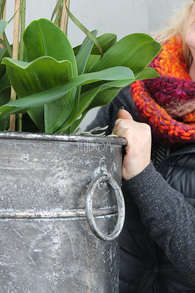 bardzo duży storczyk Grigio Grande, wys.118cm