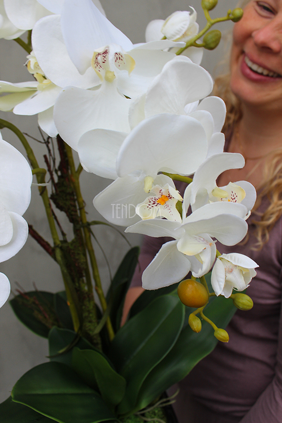 storczyk sztuczny w czarnej donicy Blackie Cream, wys.70cm