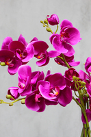 storczyk Gęsta Fuksja w lustrzanej donicy Laos wys.64cm