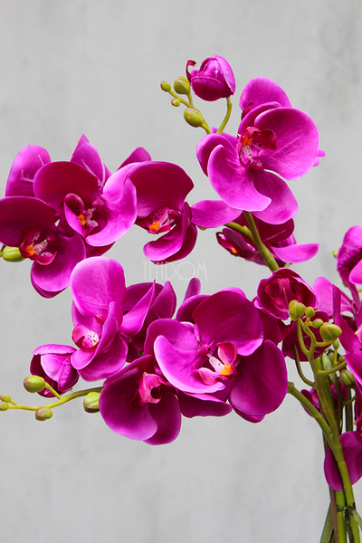 storczyk Gęsta Fuksja w lustrzanej donicy Laos wys.64cm