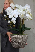 elegancki storczyk w donicy glamour, Srebrna Rezydencja, wys.72cm