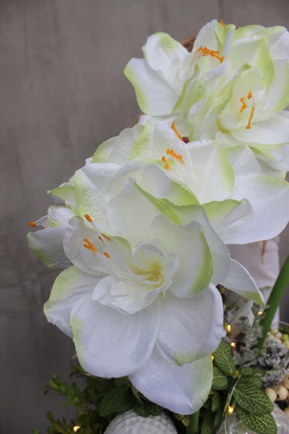 Amarylis Winter Winter w srebrnej donicy, wys.68cm