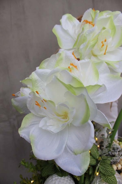 Amarylis Winter Winter w srebrnej donicy, wys.68cm