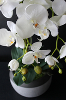 cudowny storczyk Beige Moments 2 w pięknej donicy, wys.83cm