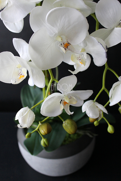 cudowny storczyk Beige Moments 2 w pięknej donicy, wys.83cm